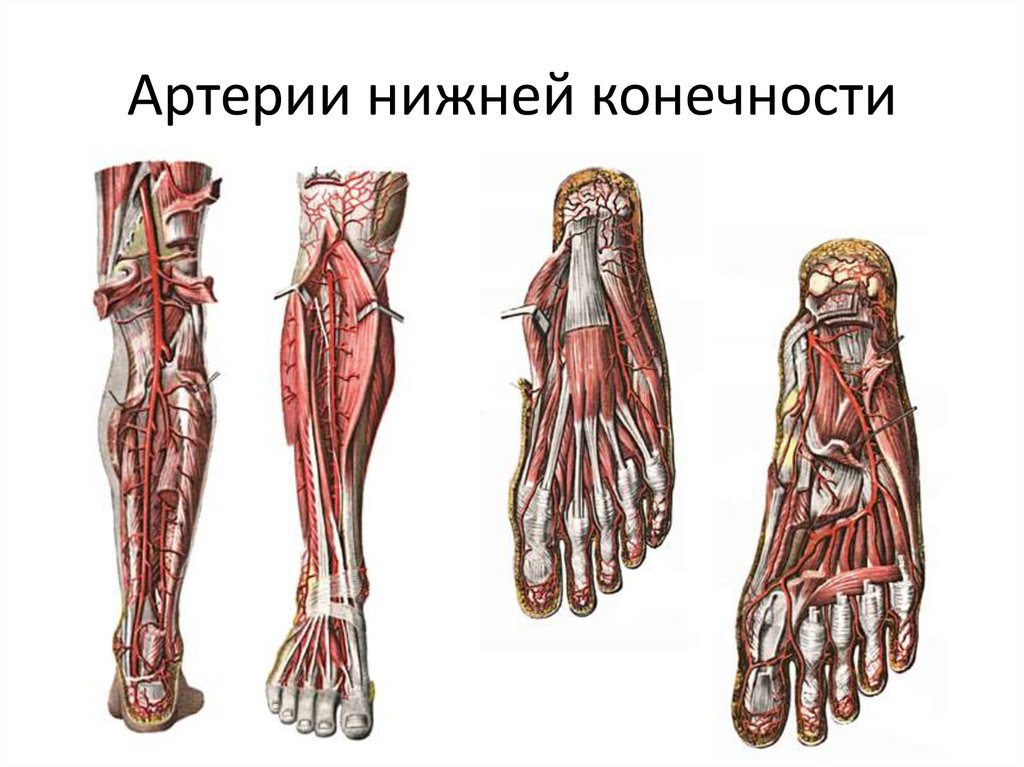 Основные артерии стопы. Артерии нижней конечности. Анатомия сосудов голени и стопы. Кровоснабжение нижних конечностей артерии. Магистральные сосуды конечностей.