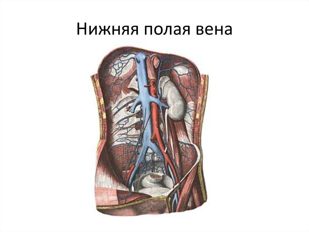 Клапаны нижней полой вены. Анатомия нижней полой вены. Система нижней полой вены анатомия. Нижняя полая Вена анатомия.