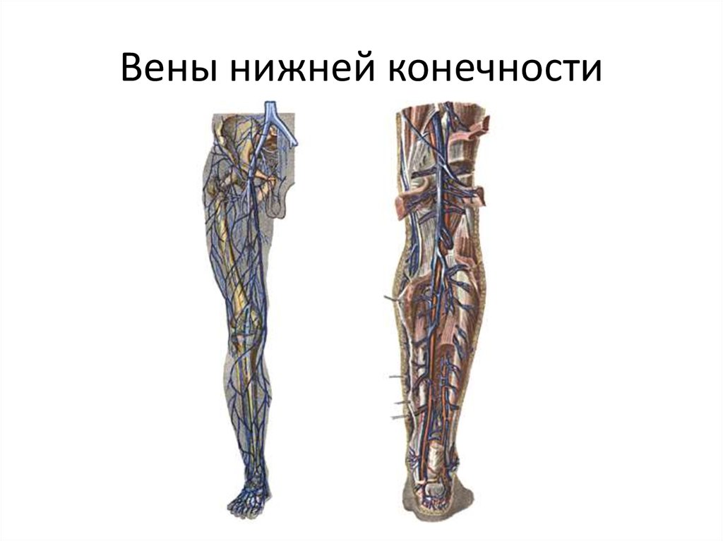 Анатомия вен ноги. Вена Джиакомини анатомия. Система поверхностных вен нижних конечностей. Большая и малая подкожная Вена анатомия.