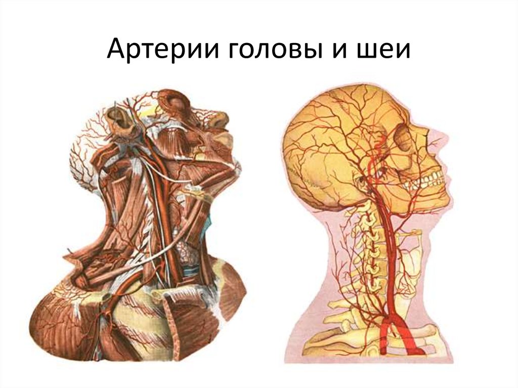 Анатомия сосудов головы. Артерии и вены головы и шеи анатомия. Позвоночная артерия на шее. Сосуды головы и шеи. Сосуды головы и шеи анатомия.
