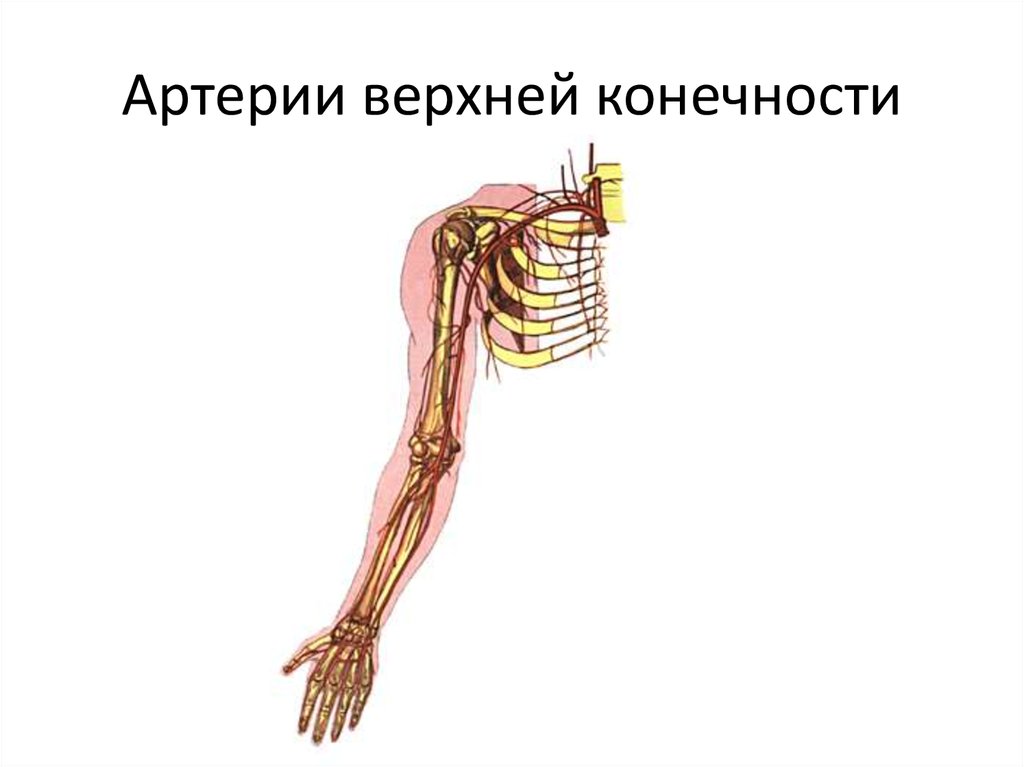 Артерии верхней конечности анатомия презентация