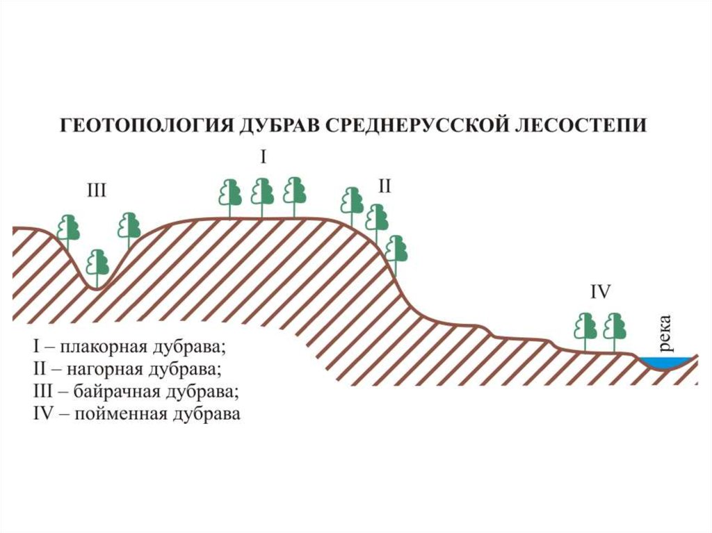 Плакор это. Плакор. Ландшафтный плакор. Схема лесохозяйственные ландшафты. ПЛАКОРНЫЙ Тип местности.