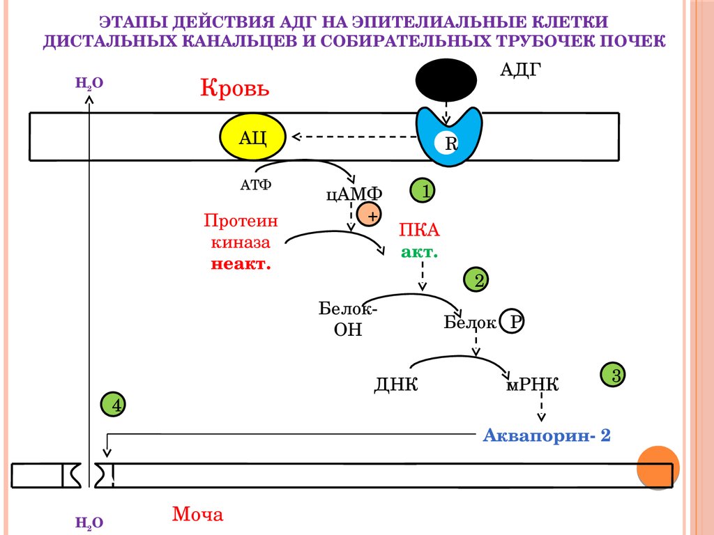 Этапы действия. Механизм действия вазопрессина на клетки-мишени. Схема передачи сигнала АДГ В почках. Схема передачи сигнала вазопрессина в почках. Механизм действия АДГ на клетки мишени.