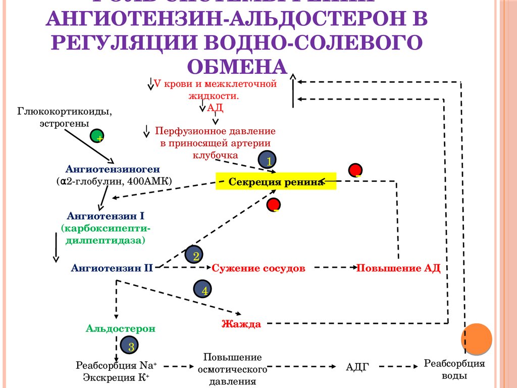 Схема регуляции водно солевого обмена в организме