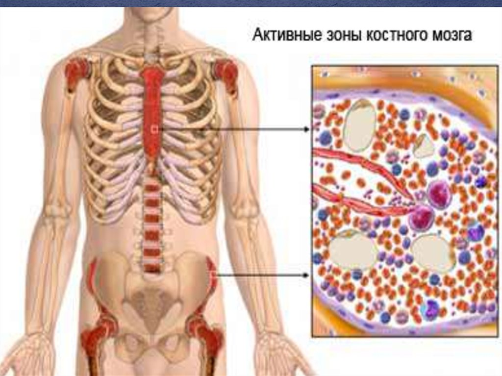 Здоровый костный мозг. Костный мозг расположение. Расположение красного костного мозга. Строение костного мозга человека. Локализация красного костного мозга.