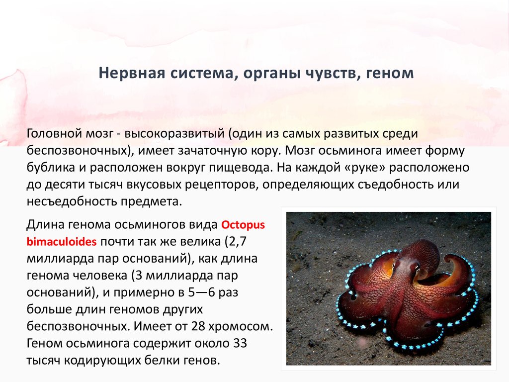Роль головоногих. Развитие органов чувств у головоногих. Интересные факты о головоногих моллюсках. Покровы головоногих осьминога. Особенности глаза у Головоноги.