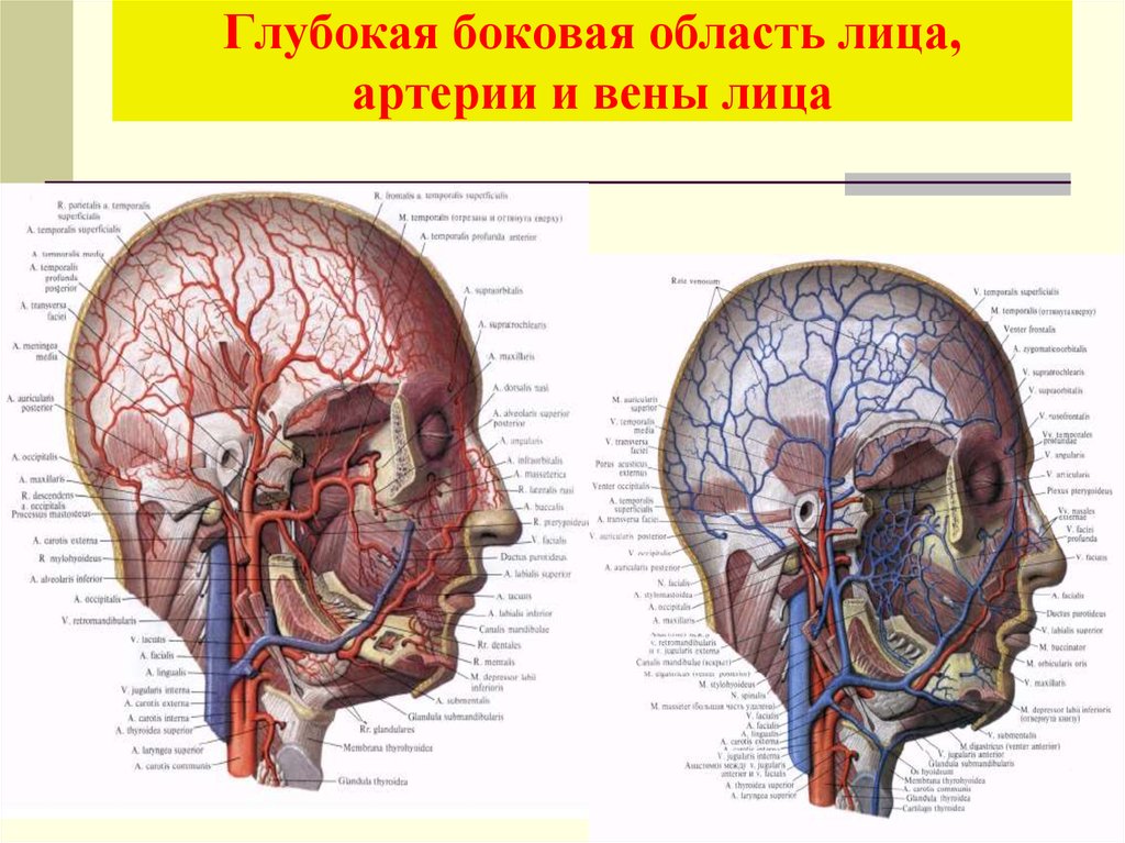 Артерии и вены на лице фото