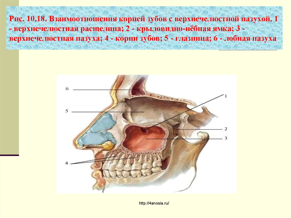 Клыковой ямки. Расщелина верхнечелюстной пазухи. Гайморова пазуха топография. Расщелина верхнечелюстной пазухи небная ямка. Верхняя челюсть анатомия верхнечелюстная пазуха.