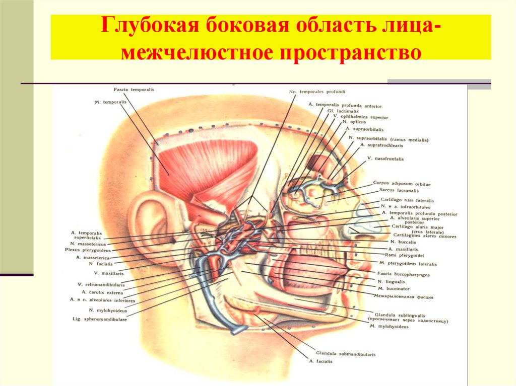 Границы лица. Глубокая область лица топографическая анатомия. Клетчаточные пространства глубокой боковой области лица. Топография анатомия глубокий области лица. Томография глубой области лица.