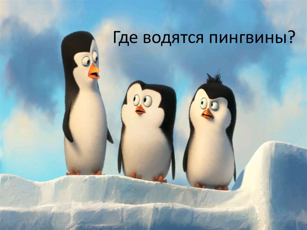 Где обитают пингвины. Где живёт Пингвин?. Пингвины живут. Где пингвины.