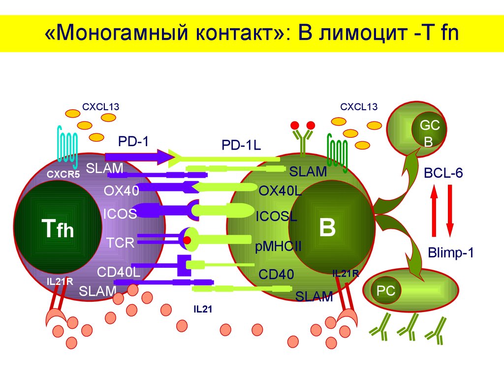 Презентация клеточный иммунный ответ