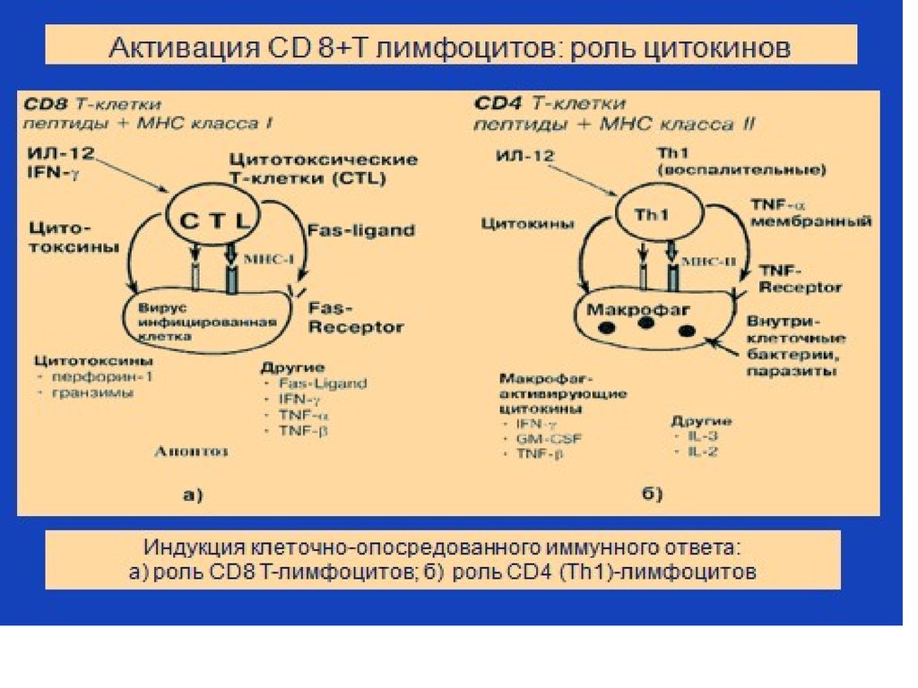 Схема межклеточной кооперации при развитии клеточного иммунного ответа