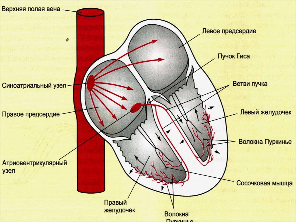 Полая вена правого желудочка. Синусовый узел атриовентрикулярный узел пучок Гиса. Схема строения проводящей системы сердца атриовентрикулярная. Проводящая система сердца животных. Проводящая система сердца латынь.