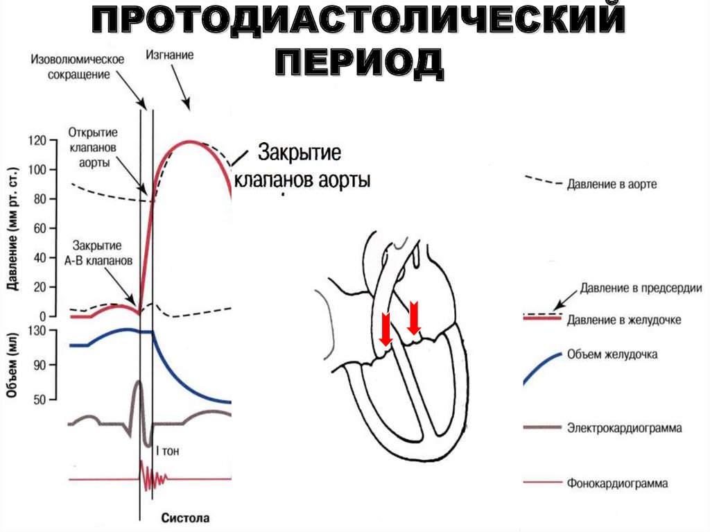 Период сердечного сокращения. Протодиастолическая фаза диастолы желудочков. Диастола желудочков протодиастолический период. Сердечный цикл протодиастолический период. Период изоволюмического сокращения.