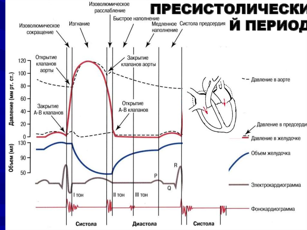 Давление в правом предсердии. Диаграмма фазы сердечного цикла. Фазы сердечного цикла схема физиология. Фазовая структура сердечного цикла на ЭКГ. Фазы сердечного цикла график.