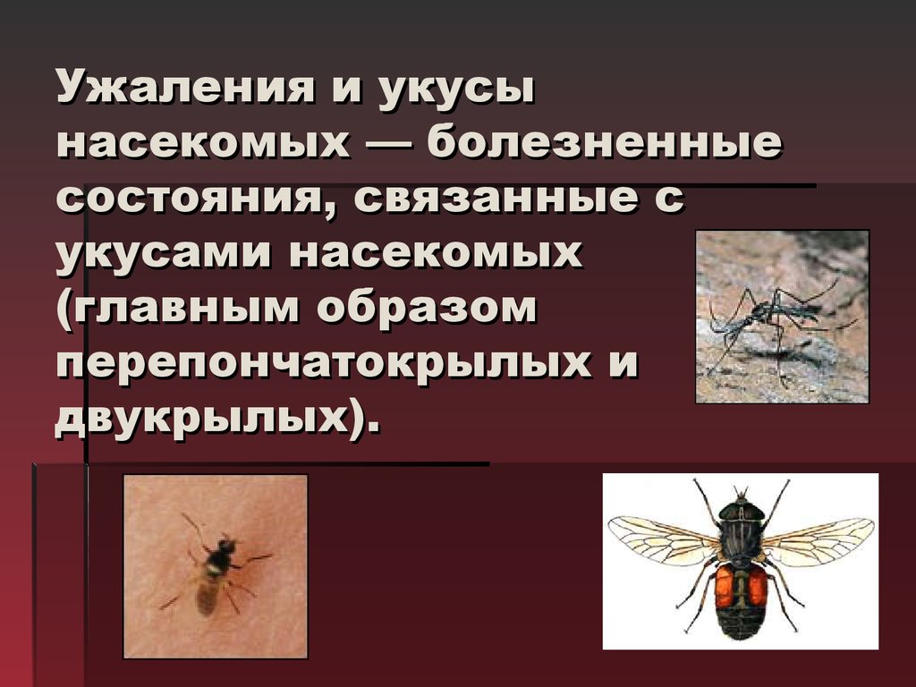 Тема укусы насекомых. Классификация укусов насекомых. Укусы перепончатокрылых насекомых. Самые болезненные укусы насекомых.