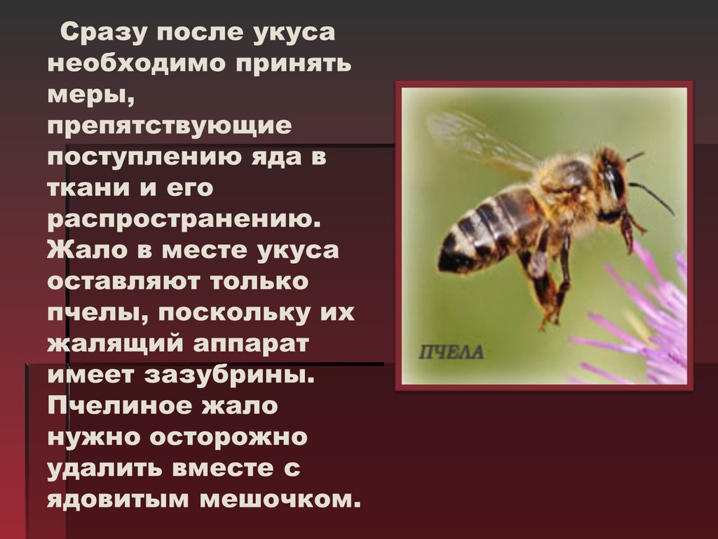 Покажите место укуса нужно отсосать яд. Презентация на тему укусы насекомых. Жалящий аппарат пчелы. Укусы кл насекомых и защита. Укусы насекомых и защита от них вывод.