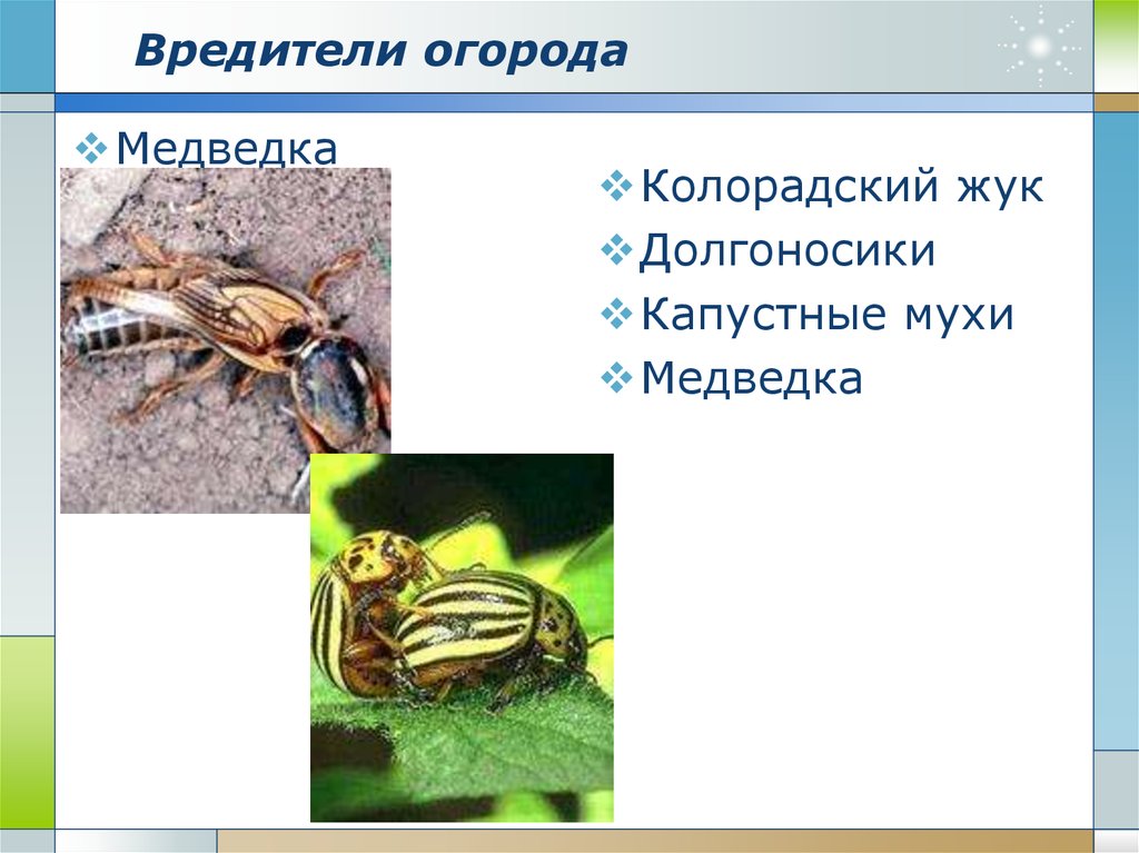 Защита от насекомых вредителей половое размножение. Насекомые вредители презентация. Вредители огорода. Насекомые вредители сельского хозяйства. Вредные насекомые слайды.