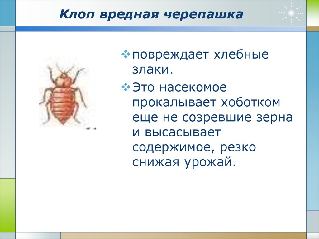 8 клоп. Клоп вредная черепашка Тип развития. Биология 7 класс насекомые вредители культурных растений. Клопы переносчики болезней. Постельный клоп переносчик.