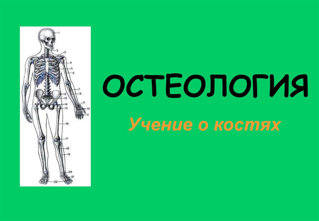 Остеология. Остеология человека. Учение о костях Остеология. Остеология презентация.