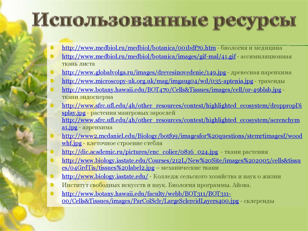 Ассимиляционная ткань растений. Ассимиляционная деятельность листьев это. Ассимиляционные листья.