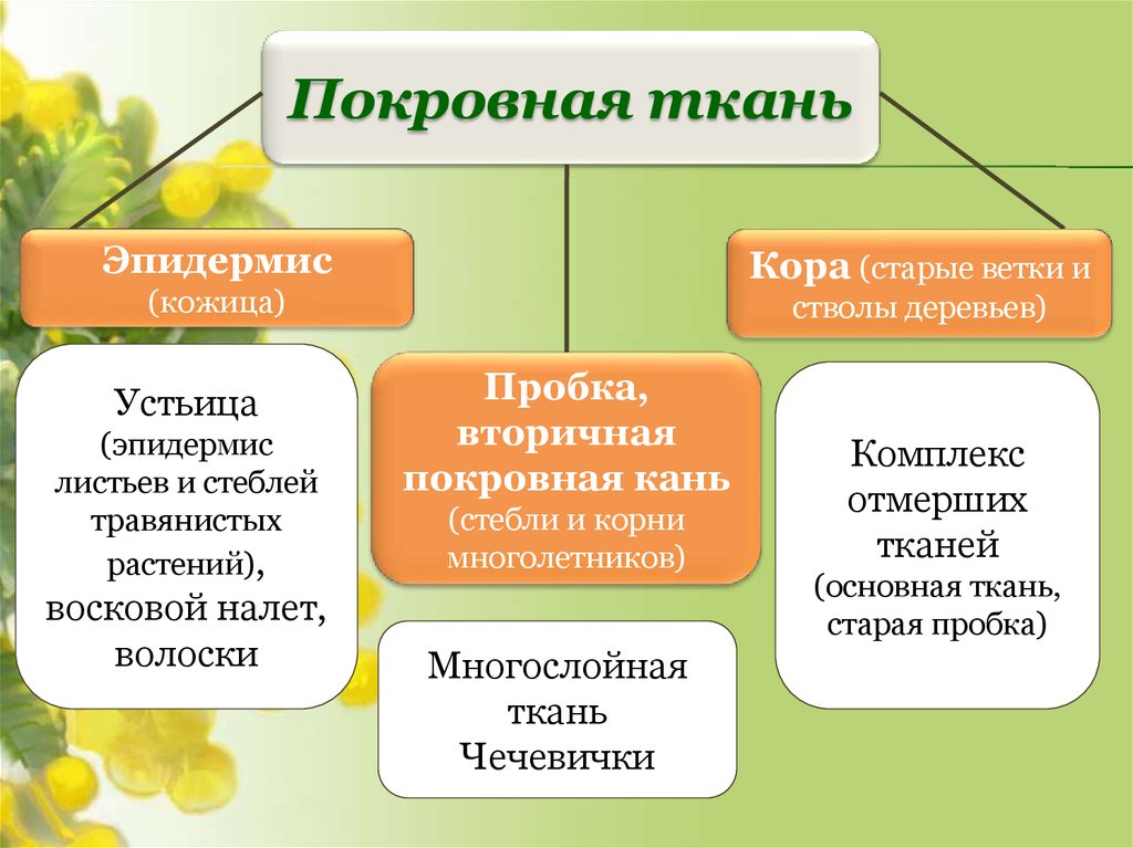 Покровная ткань растений. Что относится к покровным тканям растений. Покровная ткань т растений. Производные покровной ткани растений.