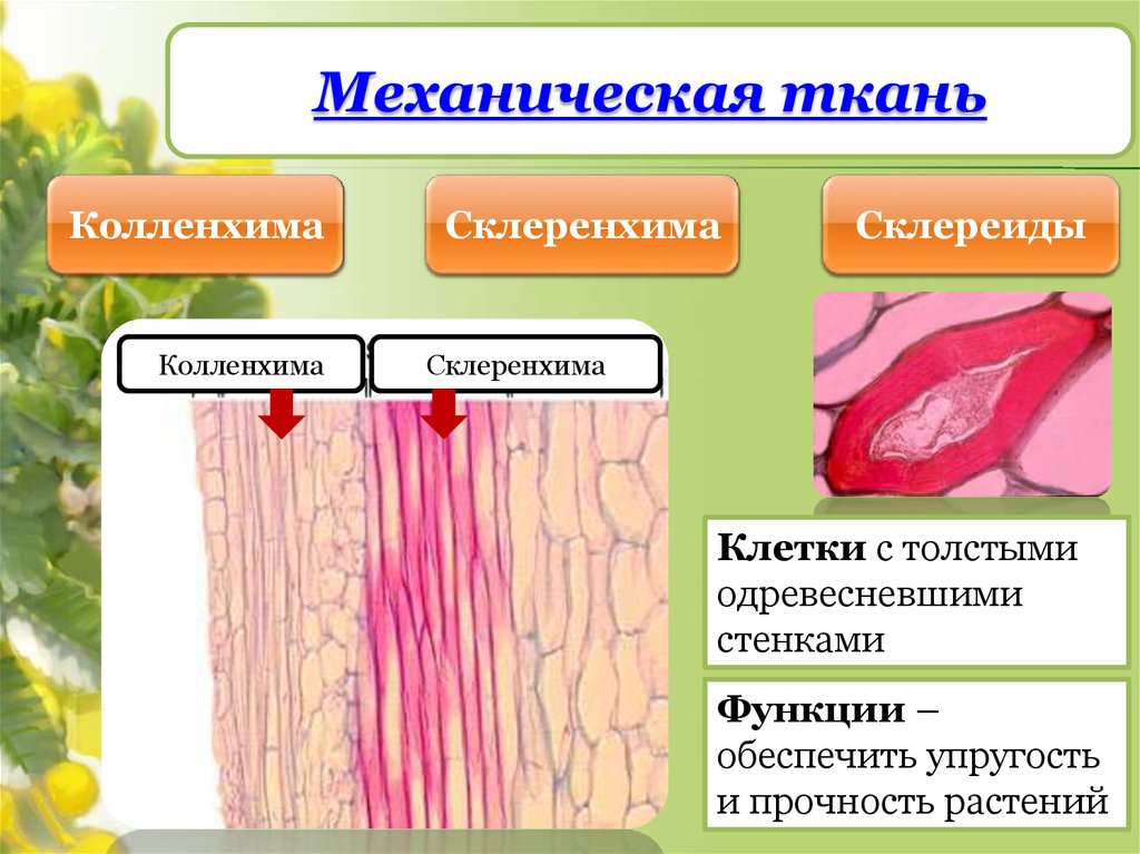 Значение механической ткани у растений. Механическая ткань растений колленхима. Механические ткани колленхима склеренхима склереиды. Механическая ткань колленхима функции. Ткани растений колленхима.