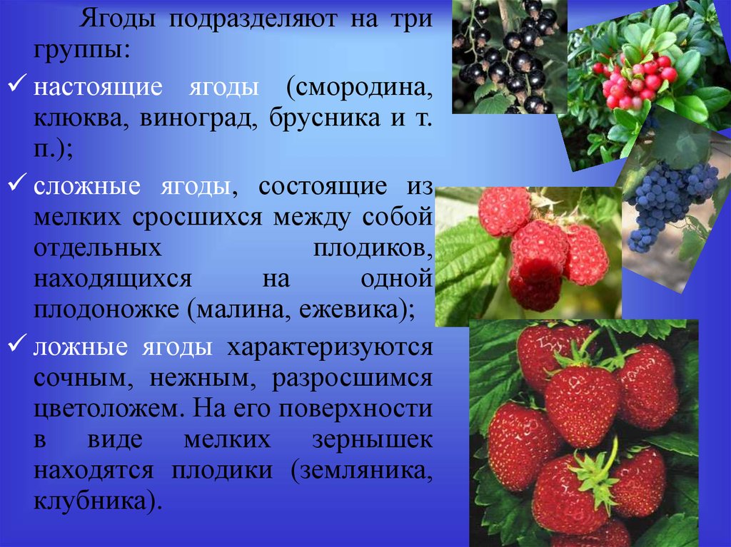 Ягодка характеристика. Ягоды список. Строение ягоды. Ягоды классификация ягод. Сложные ягоды.