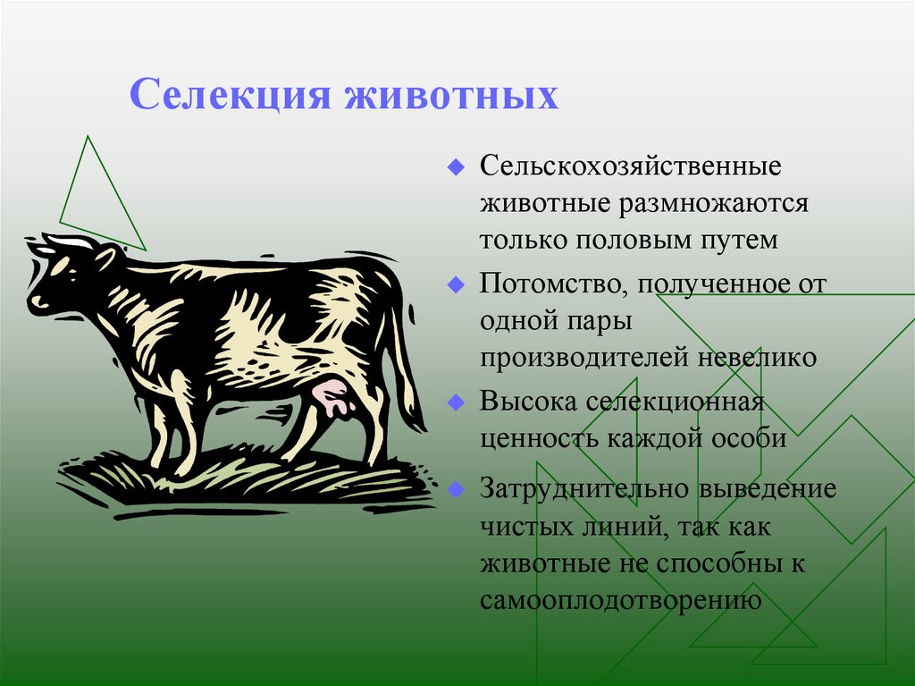 Презентация создание пород животных и сортов растений