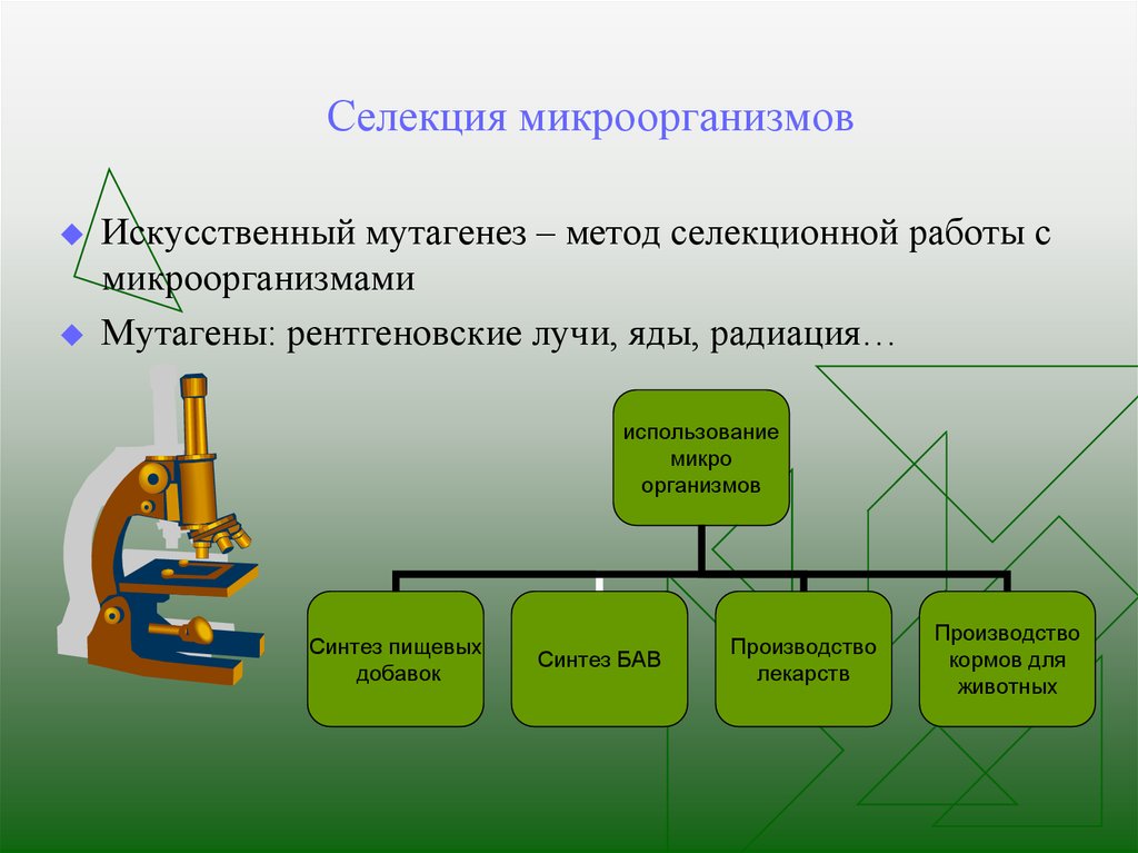 Селекция микроорганизмов презентация 11 класс