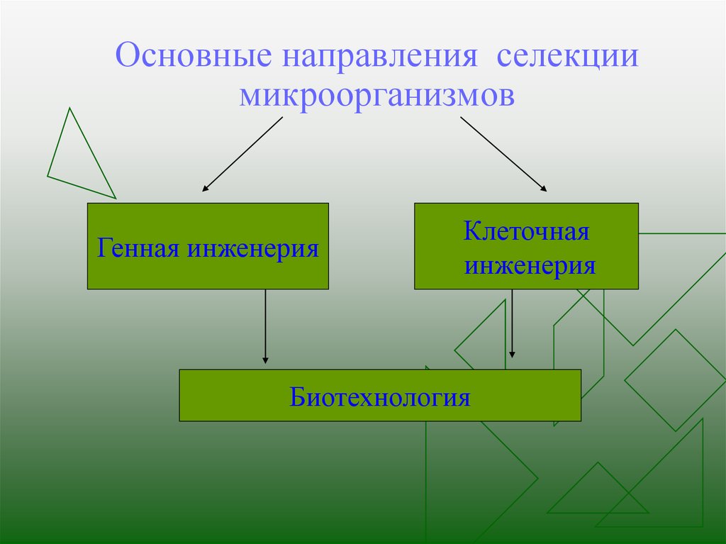 Основные направления современной селекции презентация