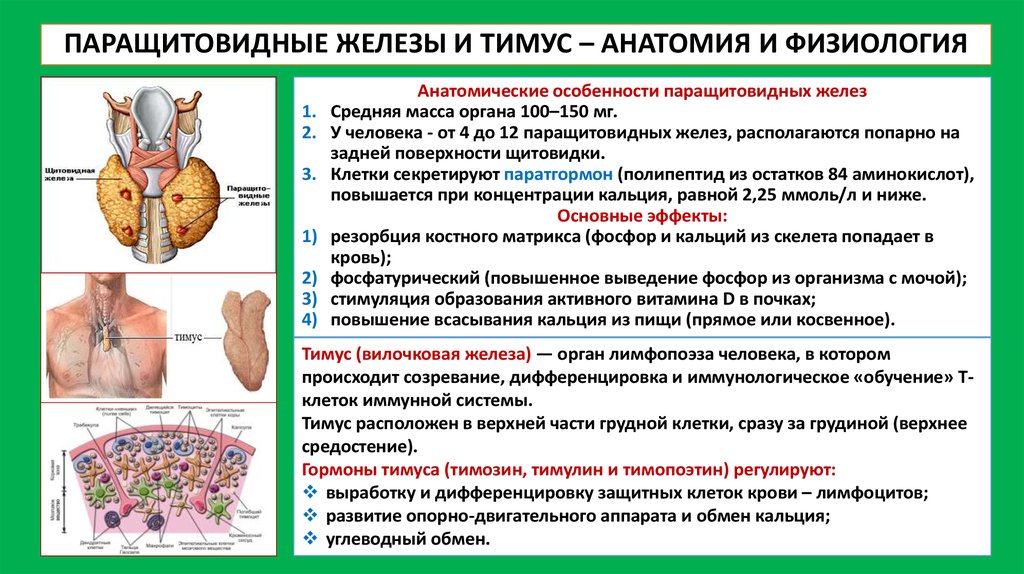 Иммунный орган тимус. Вилочковая железа строение и функции. Гормоны вилочковой железы анатомия. Тимус вилочковая железа гормоны. Тимус (вилочковая = зобная железа).