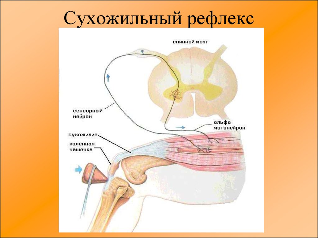 Схема сухожильного рефлекса