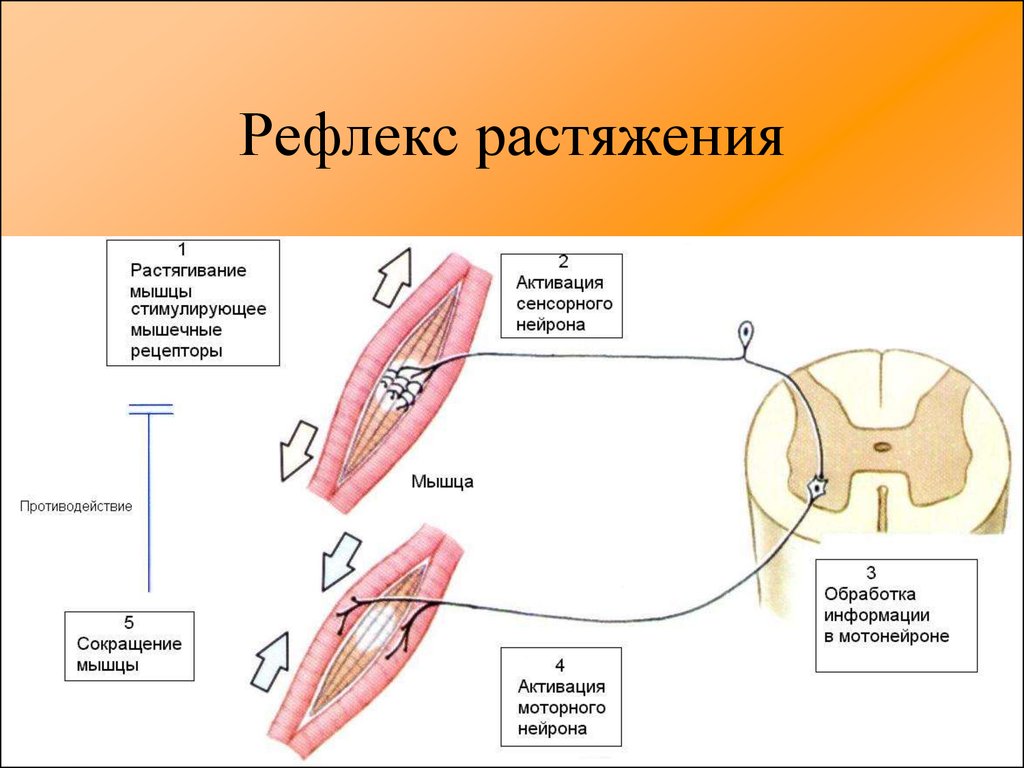 Рефлекс мышц. Дуга рефлекса на растяжение мышцы. Соматический рефлекс на растяжение мышцы. Схема рефлекторного сокращения мышц. Рефлекторная дуга рефлекса растяжения.