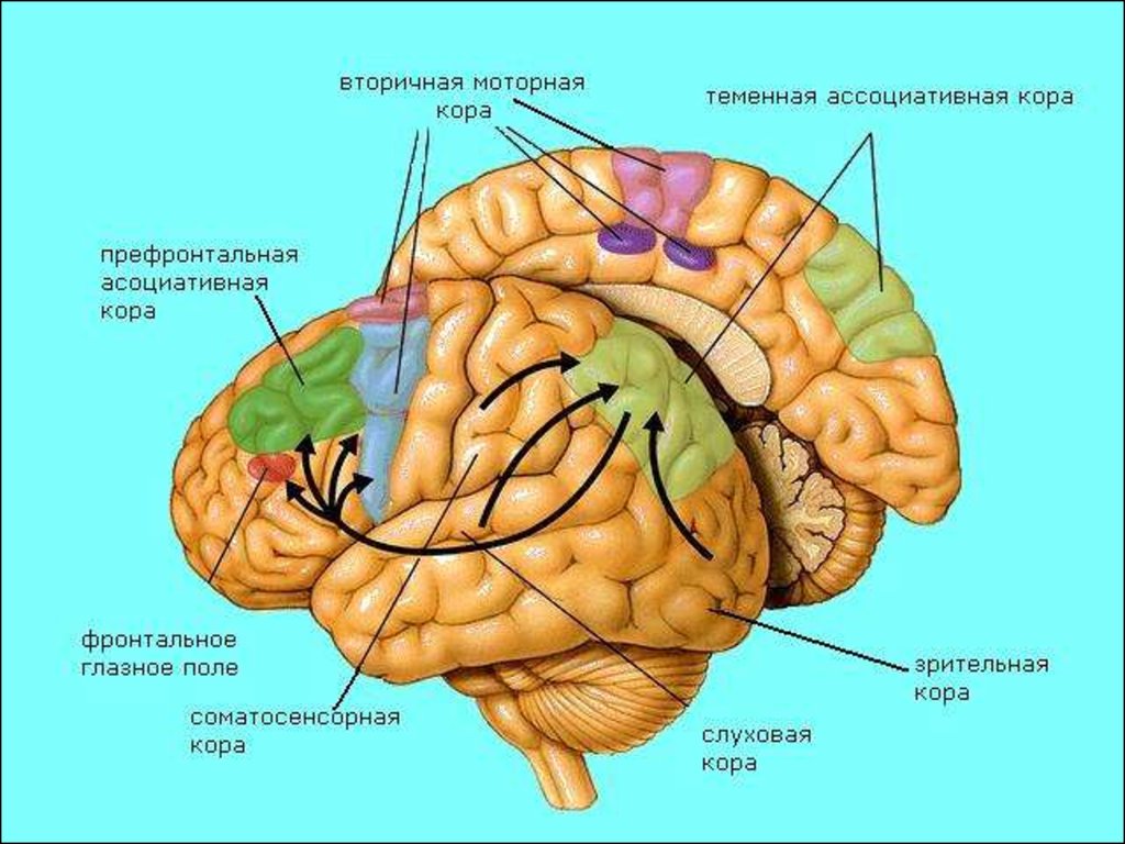 Зоны мозга лобная. Ассоциативные области коры головного мозга функции.