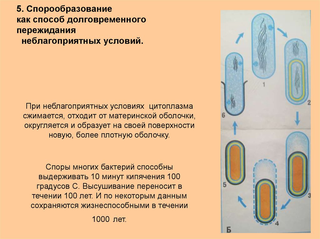 Выход прокариот на сушу. Споры и процесс спорообразования у прокариот.. Прокариоты образуют споры. Спорообразование бактериальной клетки. Строение бактерии.
