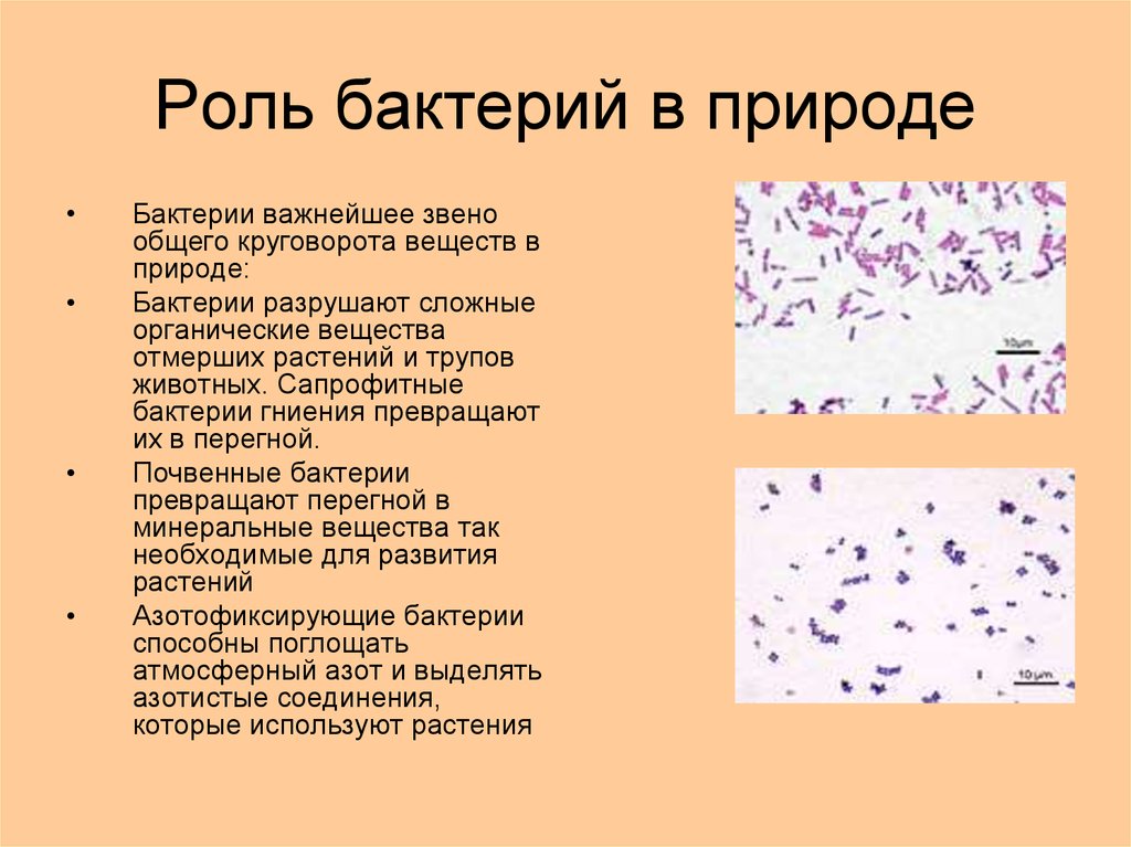 Презентация бактерий в жизни человека. Функции бактерий в природе. Роль бактерий в природе. Робобактерий в природе. Роль микробов в круговороте веществ.