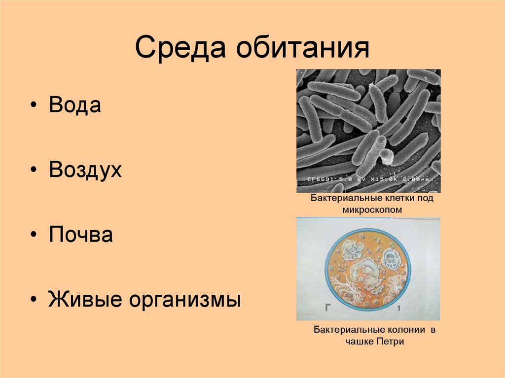 Среда п. Среда обитания клеточных организмов. Среда обитания бактерий. Бактерии обитающие в водной среде. Где обитают бактерии.