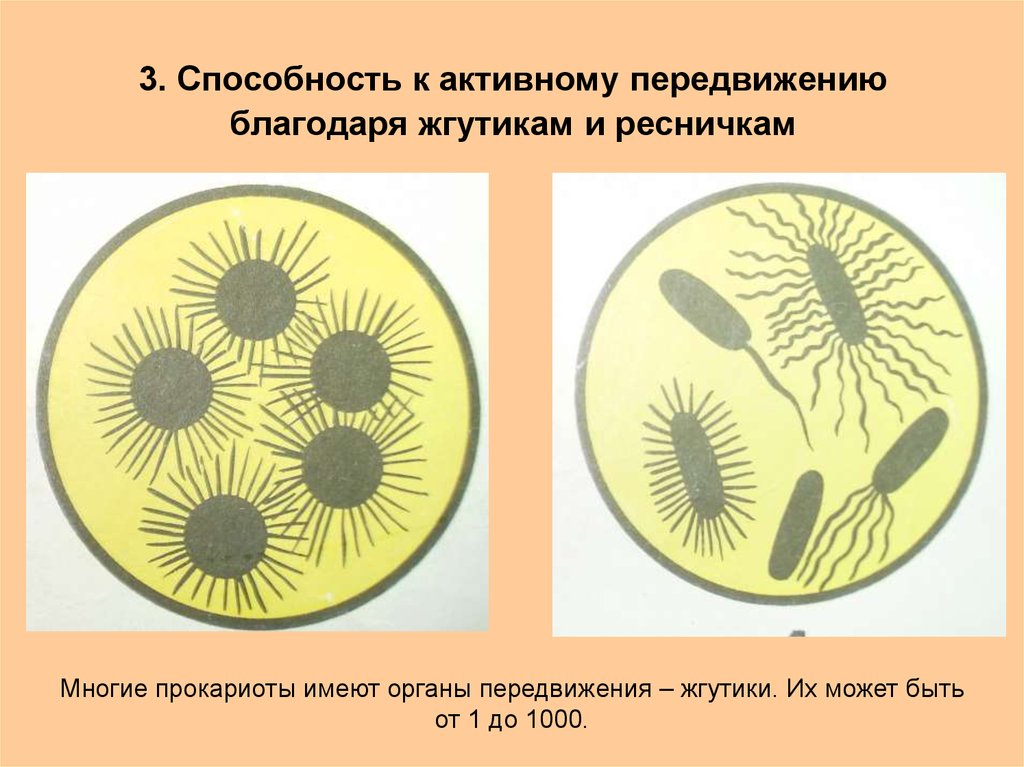 Клетки не имеющие жгутиков. Жгутики и реснички у прокариот. Жгутики, реснички у прокариотов и эукариотов. Реснички прокариот. Жгутики прокариот и эукариот.