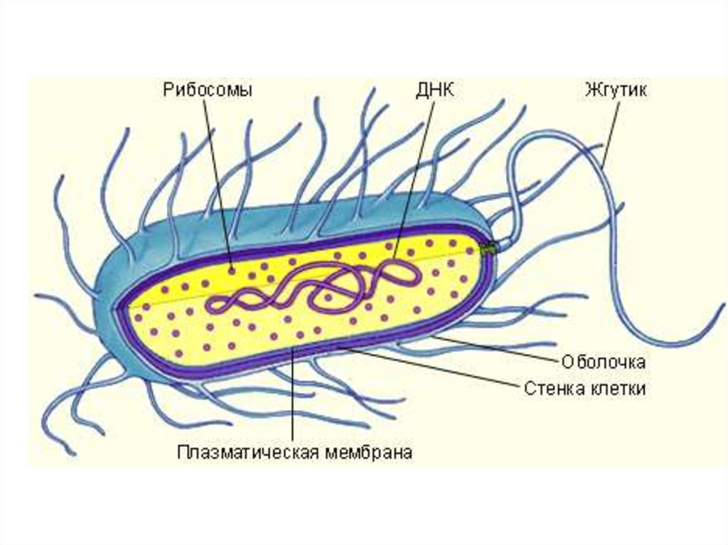 Схема строения клетки прокариот