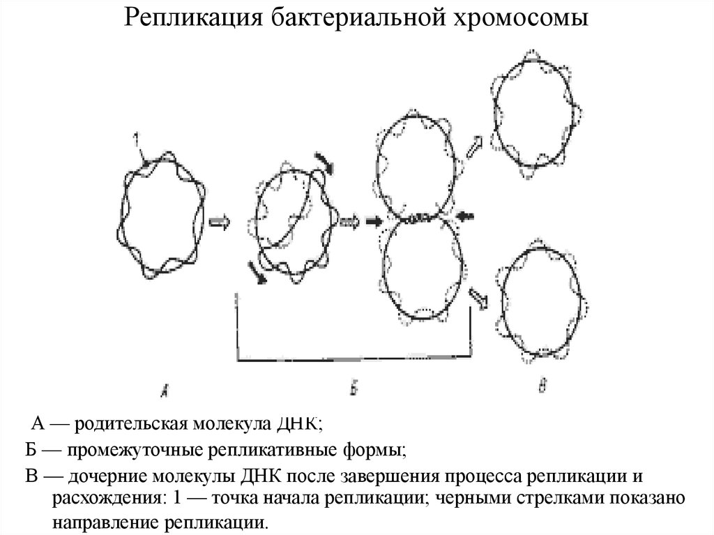 Репликация хромосом. Репликация бактериальной хромосомы. Механизм репликации бактериальной хромосомы. Механизм репликации ДНК У бактерий. Тета репликация бактерий.