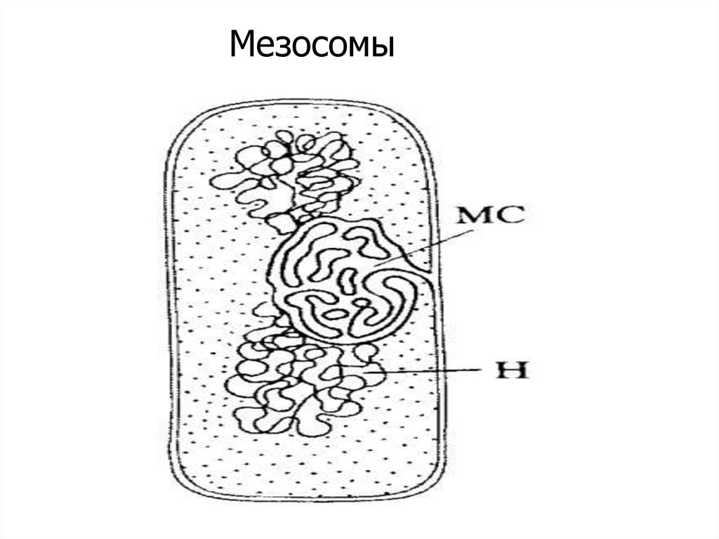 Мезосомы бактерий это