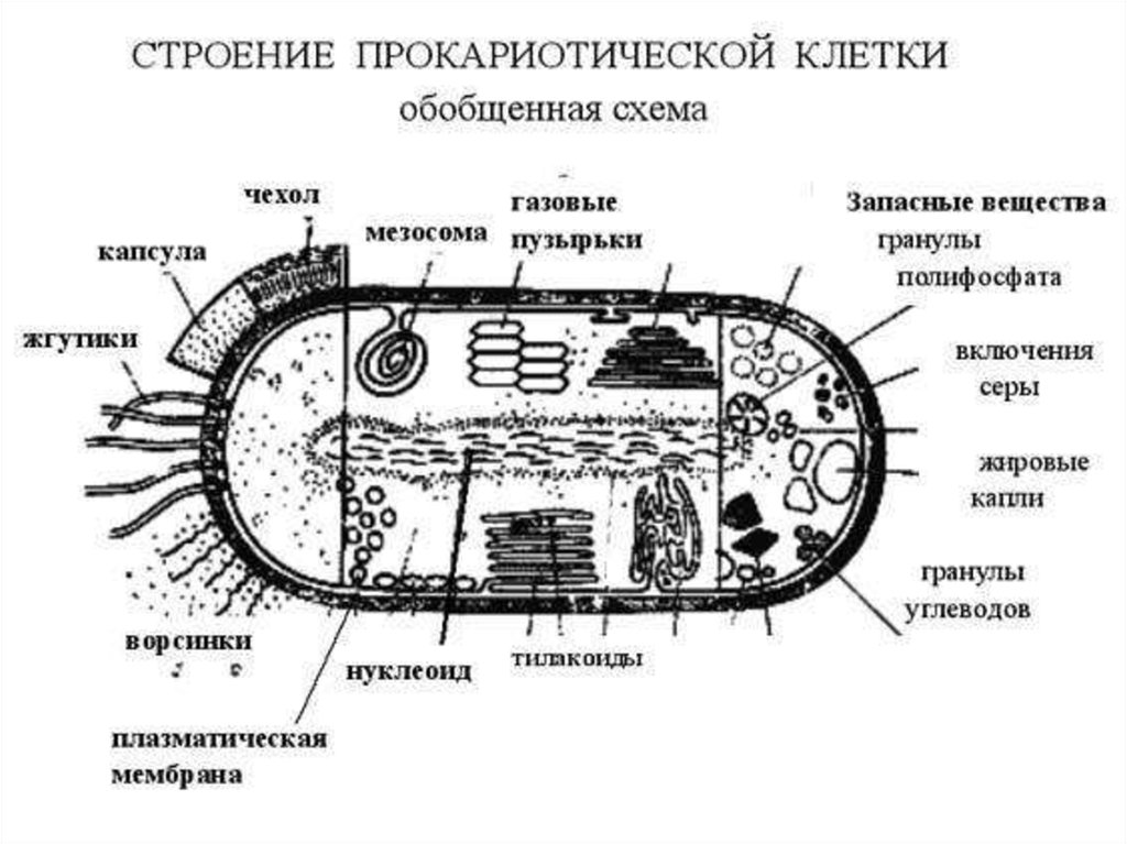 Строение компонентов клетки