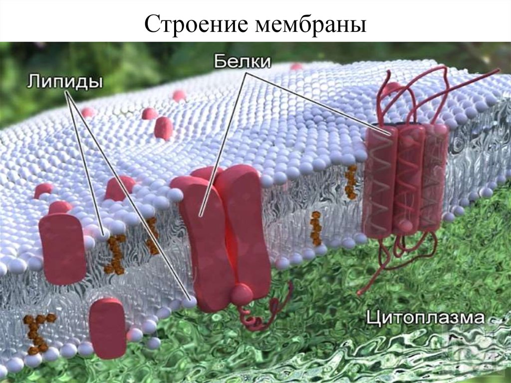 Фото плазматической мембраны