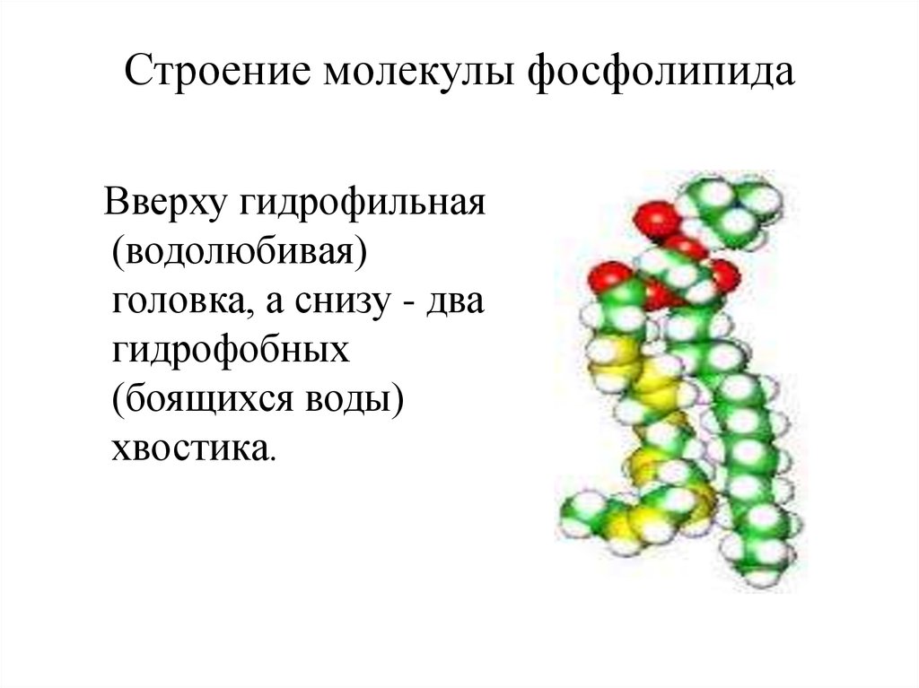Строение фосфолипида. Фосфолипиды структура молекулы. Фосфолипиды строение структура. Строение молекулы фосфолипида. Строение фосфолипидов.