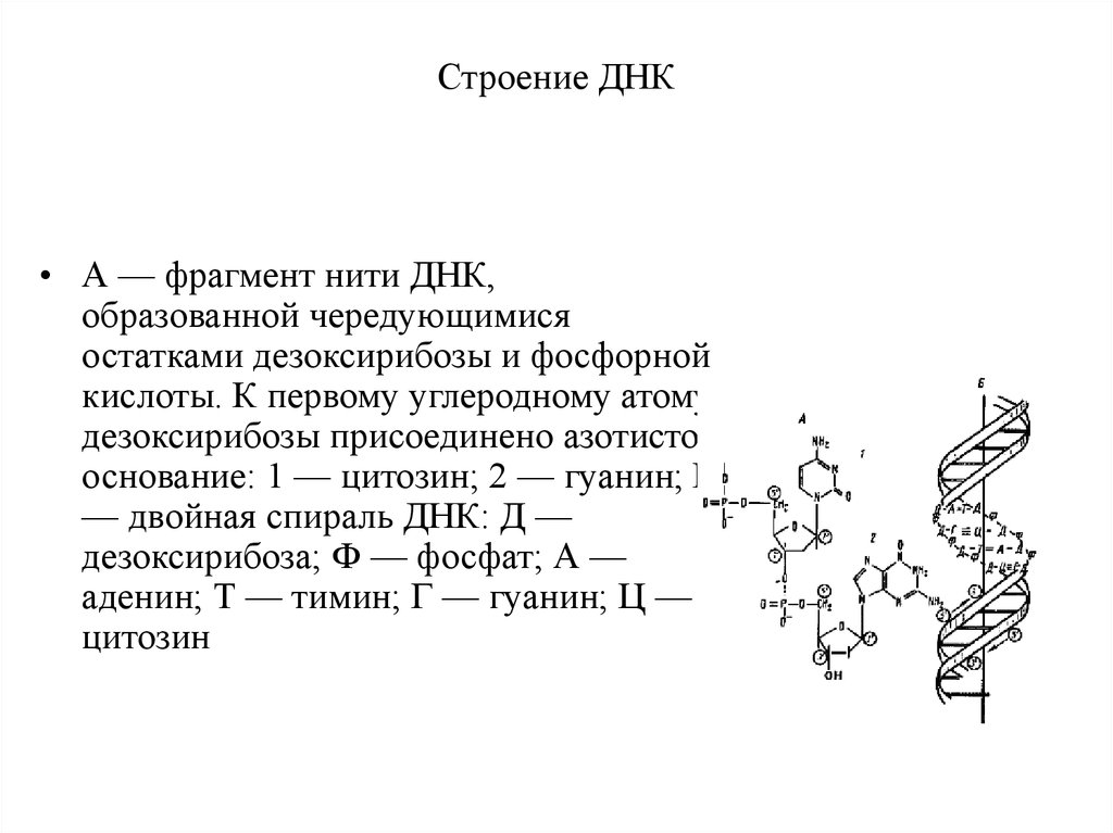 Фрагмент днк. Фрагмент структуры ДНК. Схема строения фрагмента ДНК. Строение фрагмента ДНК АЦТ. Схема структуры ДНК дезоксирибоза.