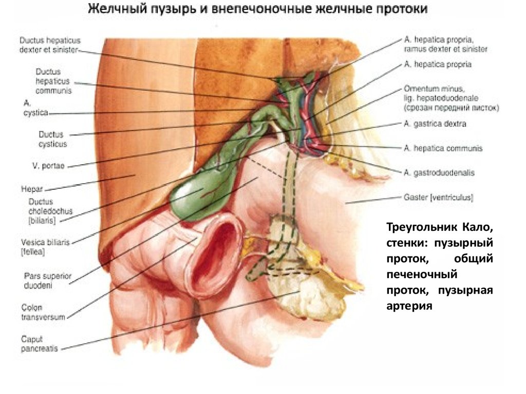 Желчный находится. Желчный пузырь треугольник Кало. Треугольник Кало топографическая анатомия. Топография желчевыводящих протоков. Треугольник Кало схема.