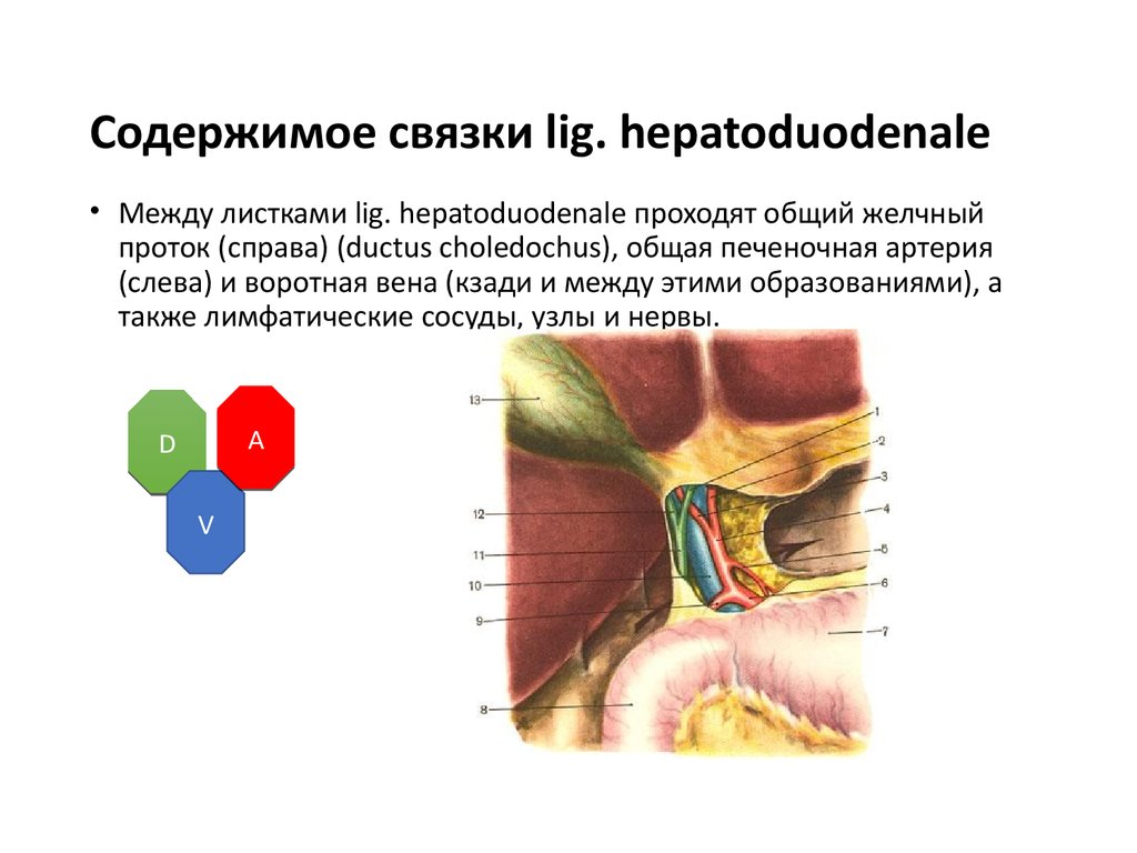 Дуоденальная связка. Печеночно 12 перстная связка. Элементы печеночно двенадцатиперстной связки. Печеночно-двенадцатиперстная связка топография. Состав печеночно дуоденальной связки.