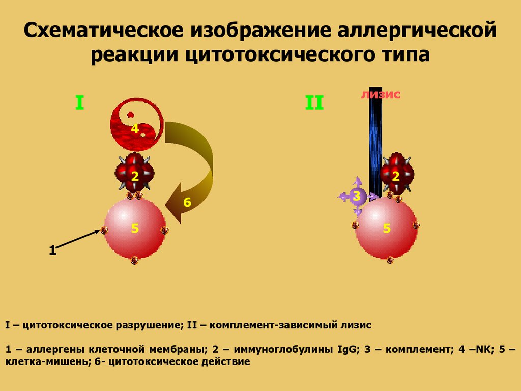 Типы реакций гиперчувствительности