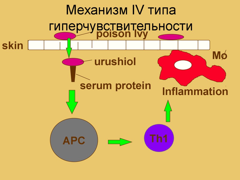 Iv типа